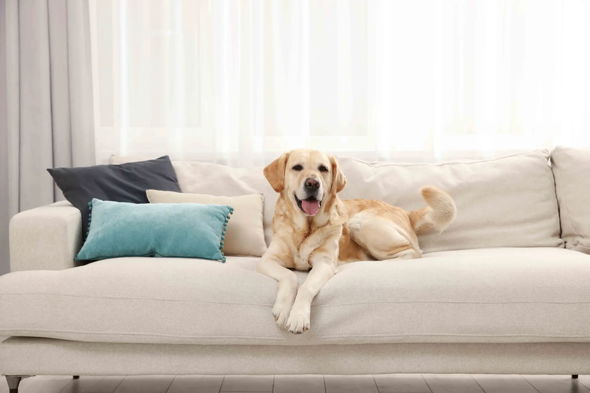 dog on clean sofa